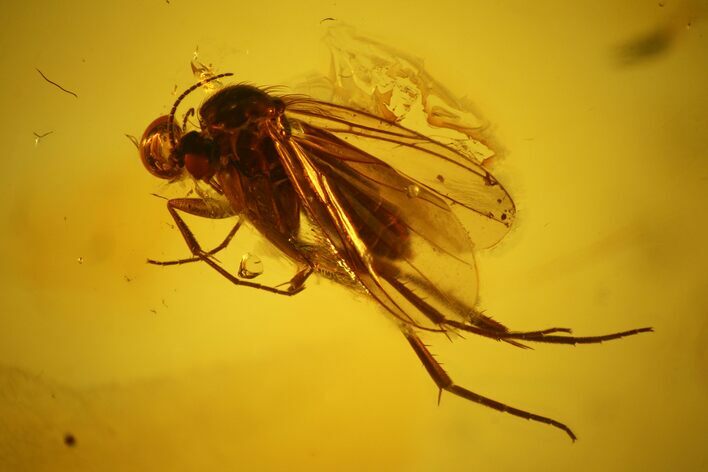 Detailed Fossil Fly (Diptera) In Baltic Amber #163457